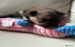 Pomeranian dogs for sale: Gorgeous Pomeranian Puppies, 2 Boys and Two Girls - Image 11