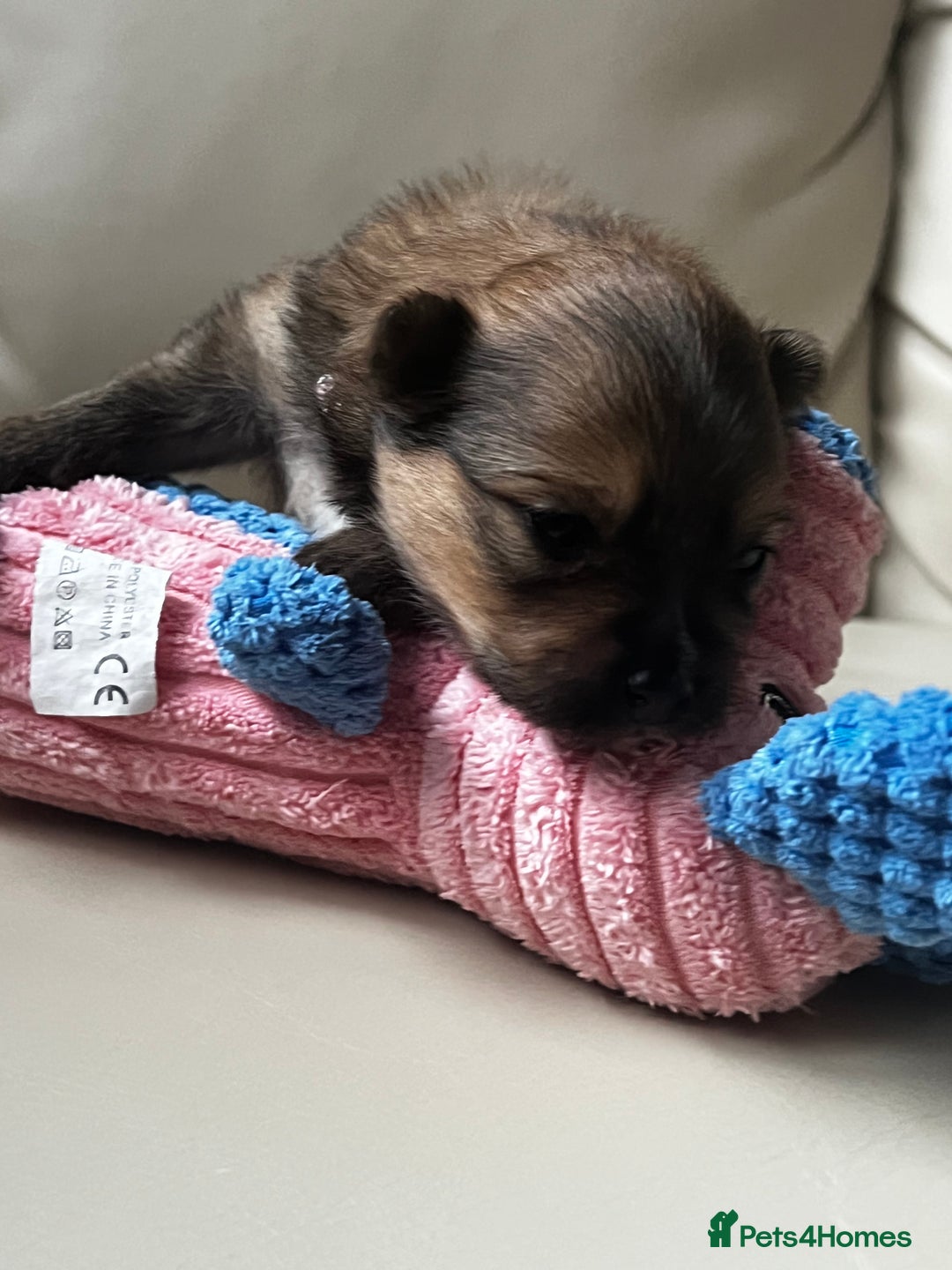 Pomeranian dogs for sale: Gorgeous Pomeranian Puppies, 2 Boys and Two Girls - Image 11