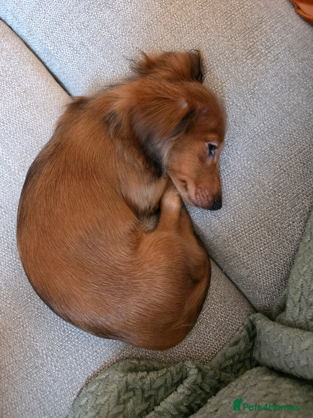 Miniature Dachshund dogs for sale: KC Miniature dauschund puppy - Advert 3