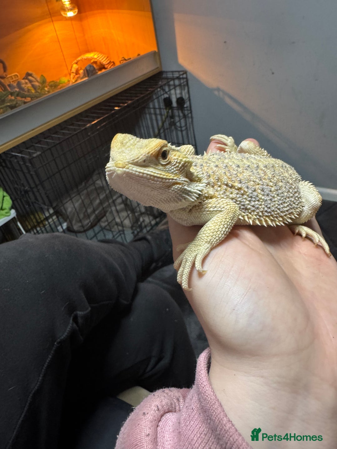 Bearded Dragon reptiles for sale: Miss pickles  - Advert 8