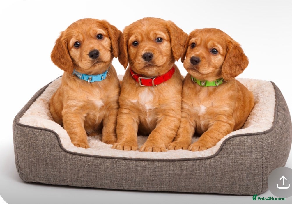 Cocker Spaniel dogs Beautiful KC Reg. Working Cocker Spaniels  - Advert 6