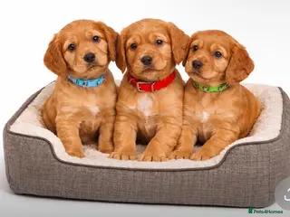 Cocker Spaniel dogs Beautiful KC Reg. Working Cocker Spaniels - Advert 6