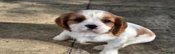 Cavalier King Charles Spaniel dogs for sale: Cavalier King Charles Spaniel Puppies for sale - Advert 3
