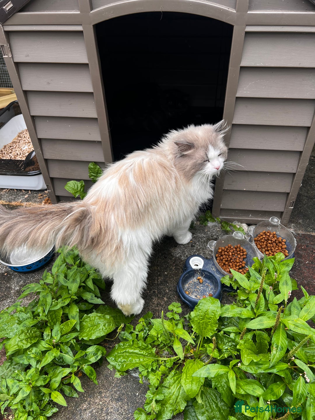 Ragdoll cats for stud: Meet Mufasa  in Cardiff - Image 7