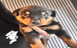 Mixed Breed dogs for sale: Beautiful chunky 3/4 Rottweiler 1/4 sharpei pups  - Image 9