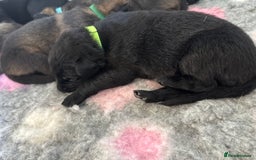 German Shepherd dogs for sale: KC Registered Working Line German Shepherd Puppies - Image 20