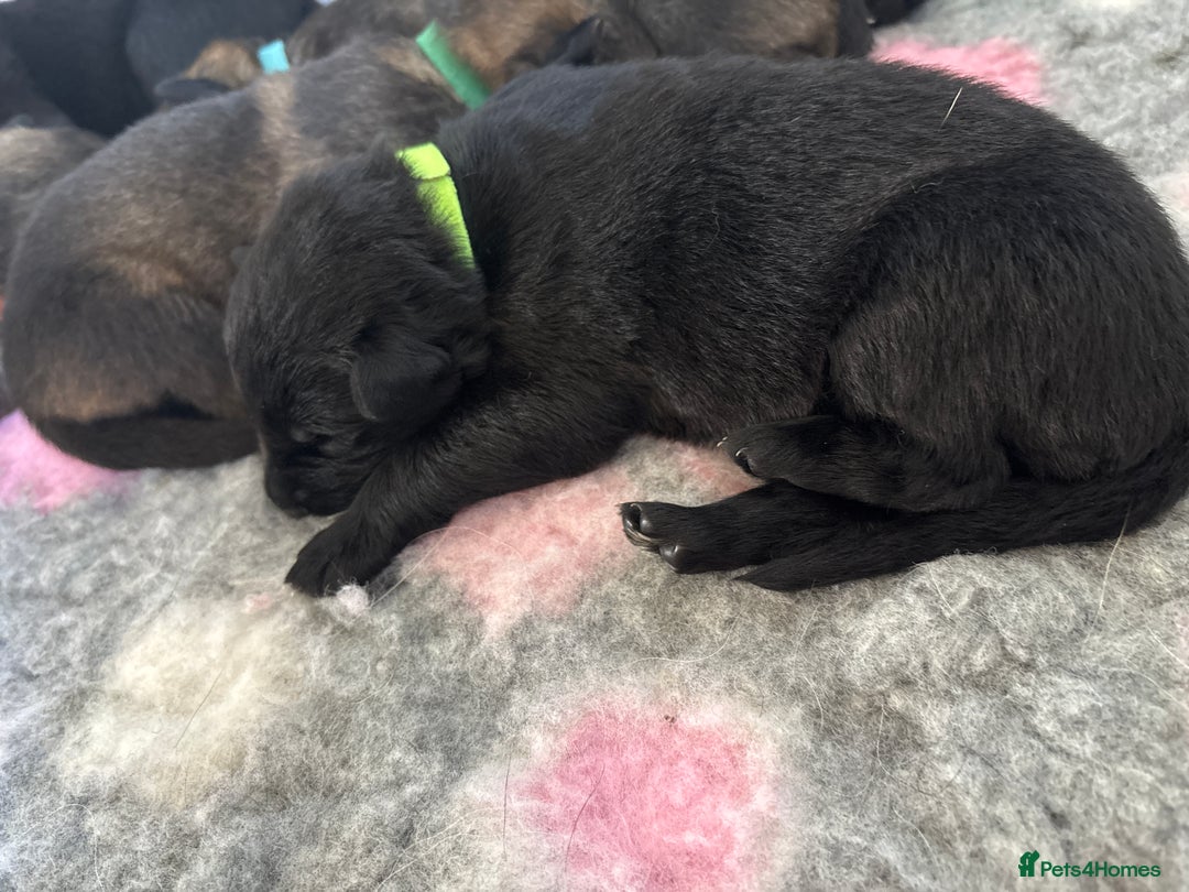 German Shepherd dogs for sale: KC Registered Working Line German Shepherd Puppies - Image 20