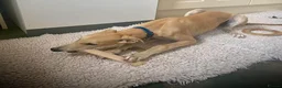 Mixed Breed dogs for adoption: Lyra 6 month old puppy- sweetheart  in Usk - Advert 3