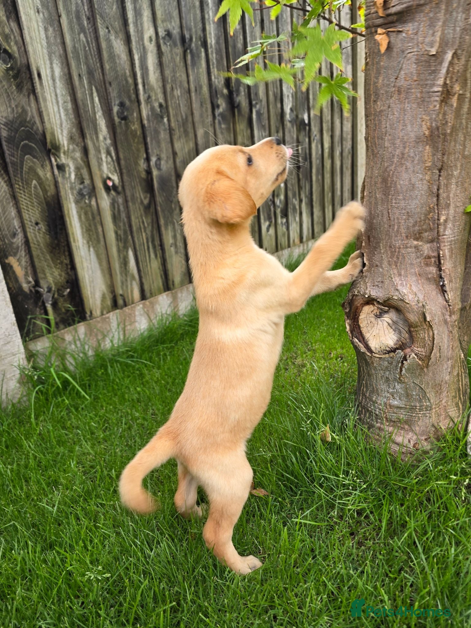 Labrador Retriever dogs Working labrador puppies  - Advert 2