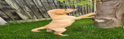 Labrador Retriever dogs for sale: Working labrador puppies  - Advert 1