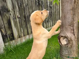 Labrador Retriever dogs Working labrador puppies - Advert 2