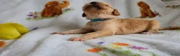 Goldendoodle dogs for sale: Health tested Australian Double Doodles - Advert 20