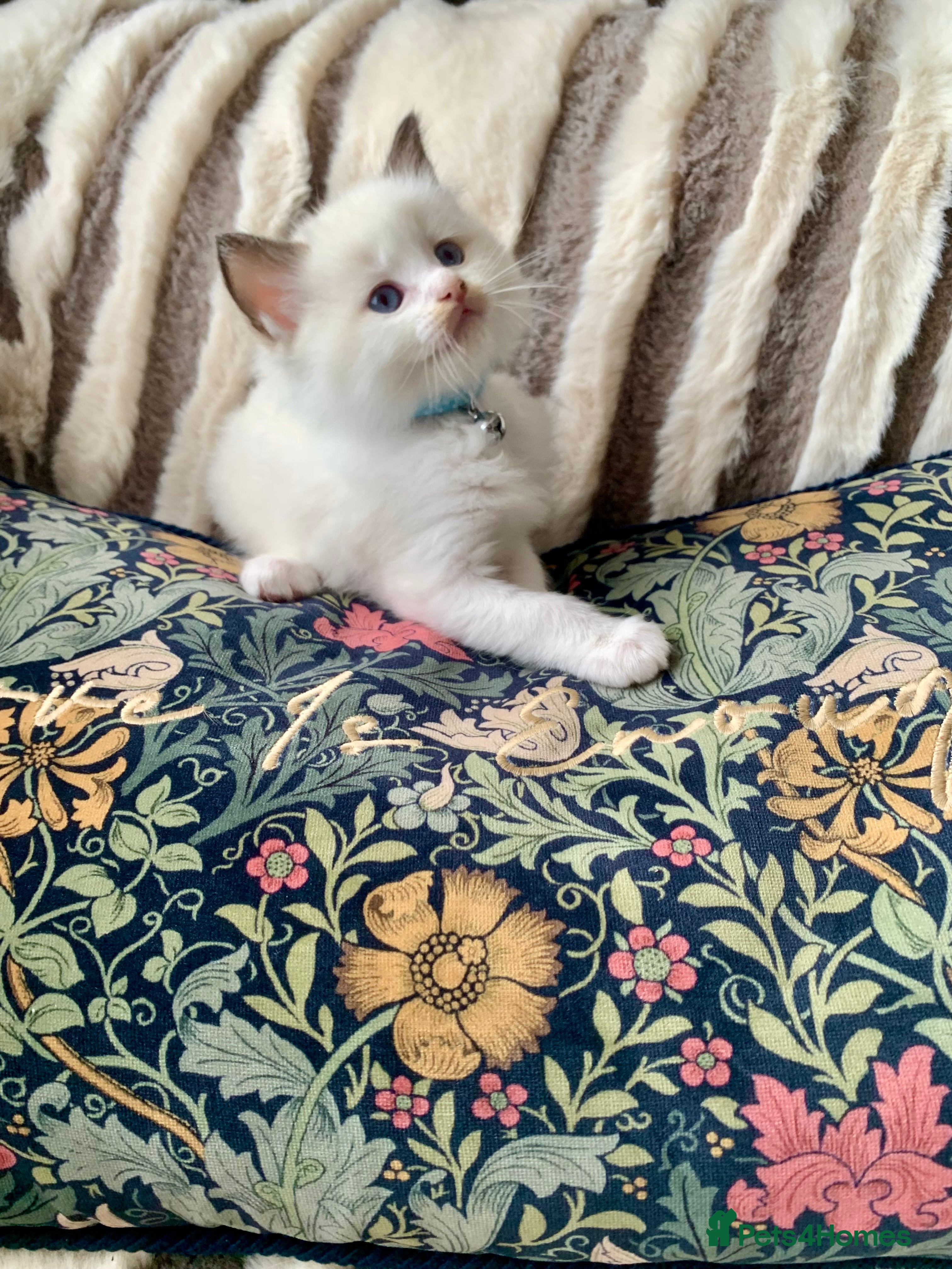 Ragdoll cats Beautiful bicolour & point Ragdoll kittens  - Advert 18