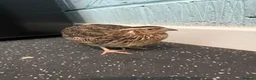 Quail poultry for sale: Coturnix Hatching eggs - Advert 5