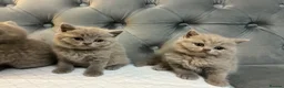 British Shorthair cats for sale: BRITISH SHORTHAIR 🩶 LILAC KITTENS - READY SOON  - Advert 12