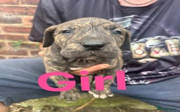 Mixed Breed dogs for sale: Daniff Puppies. Great Dane x Mastiff Ready 23/08 - Image 7