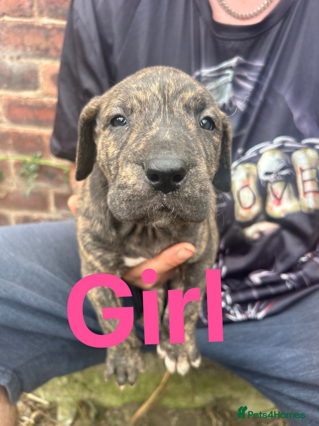 Mixed Breed dogs for sale: Daniff Puppies. Great Dane x Mastiff Ready 23/08 - Image 7