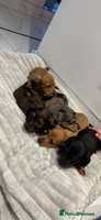 Miniature Dachshund dogs - Advert 7