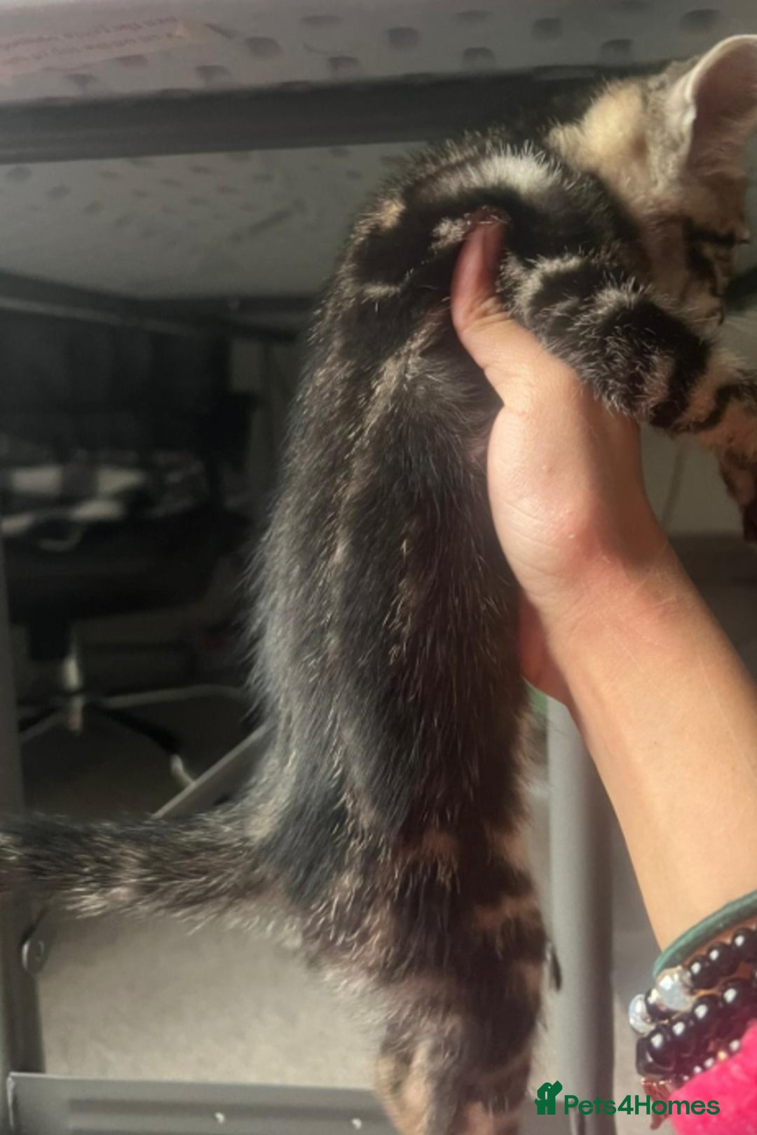 Bengal cats for sale: Stunning bengal-cross kittens for sale! - Advert 3