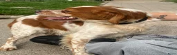 Brittany Spaniel dogs for adoption: Kiko, Brittany, aged 3 in Nottingham - Advert 9