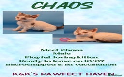 Domestic Shorthair cats for sale: Kittens and cats for adoption.  - Image 2