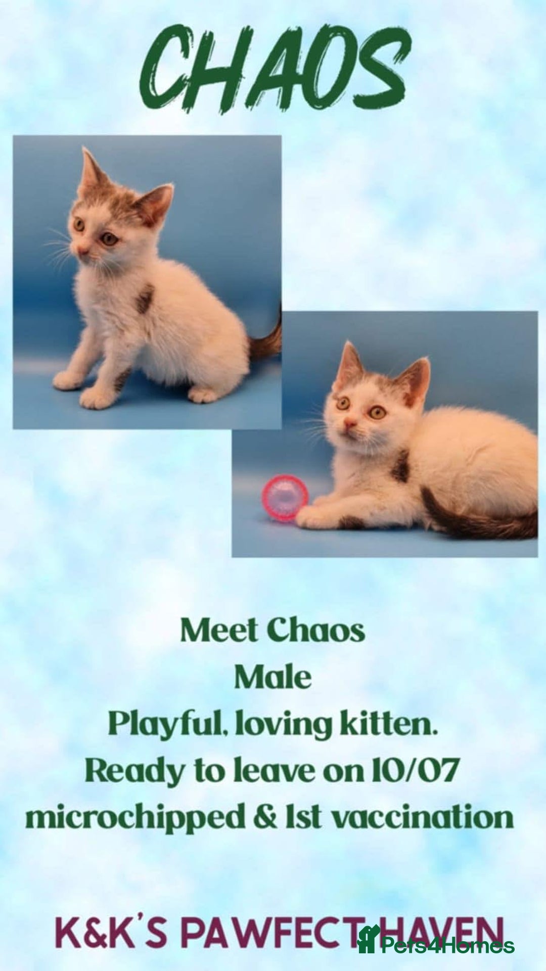 Domestic Shorthair cats for sale: Kittens and cats for adoption.  - Image 2