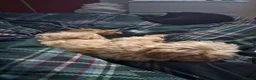 Maltese dogs for sale: LOVING FOREVER HOME WANTED – DOG & KITTEN  - Advert 20