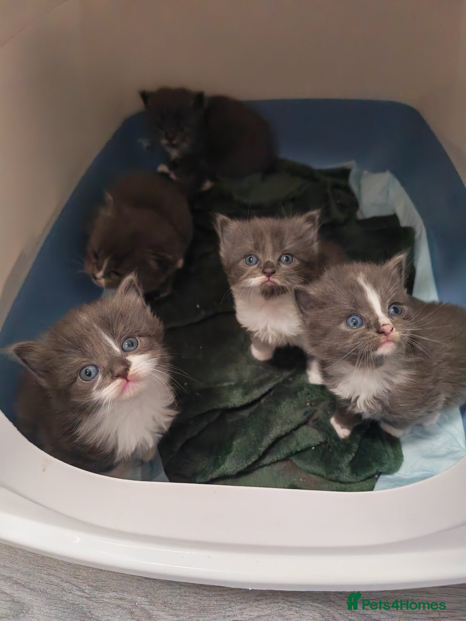 Mixed Breed cats Grey fluffy kittens - Advert 15