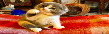 Scottish Fold Kitten 6 Yellow collar.