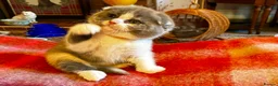 Scottish Fold cats for sale: Scottish Fold Kittens for sale - Advert 6