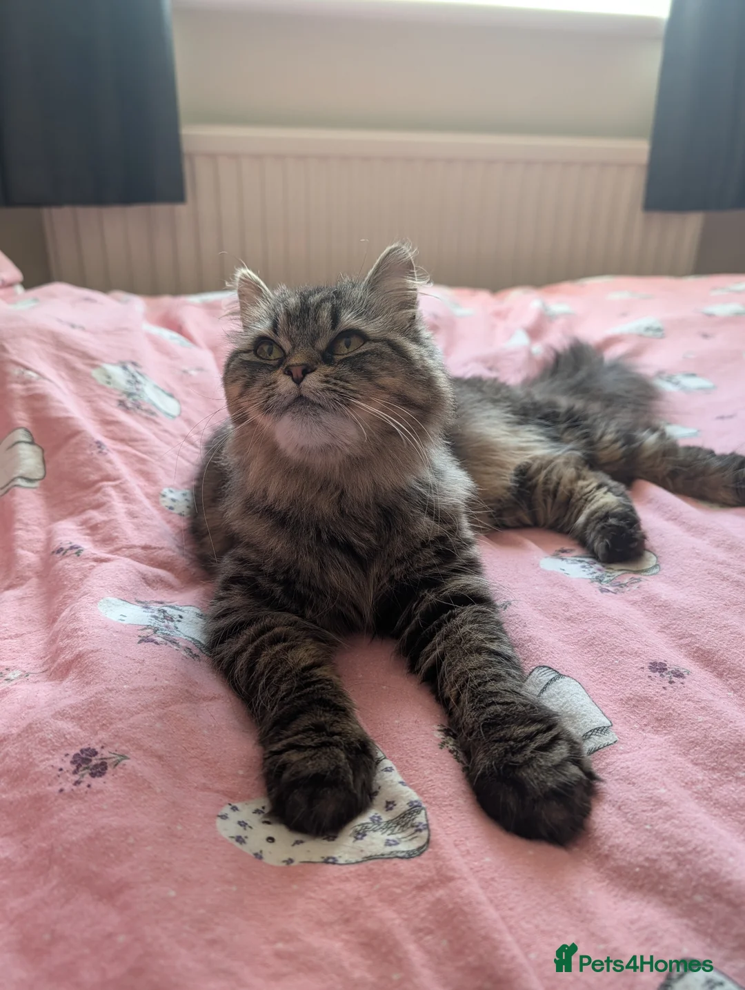 Mixed Breed cats for sale: Dusty  - Advert 2