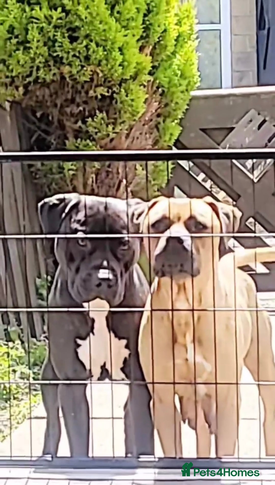 Staffordshire Bull Terrier dogs for sale: Staffordshire Bullterrier pups! - Image 7