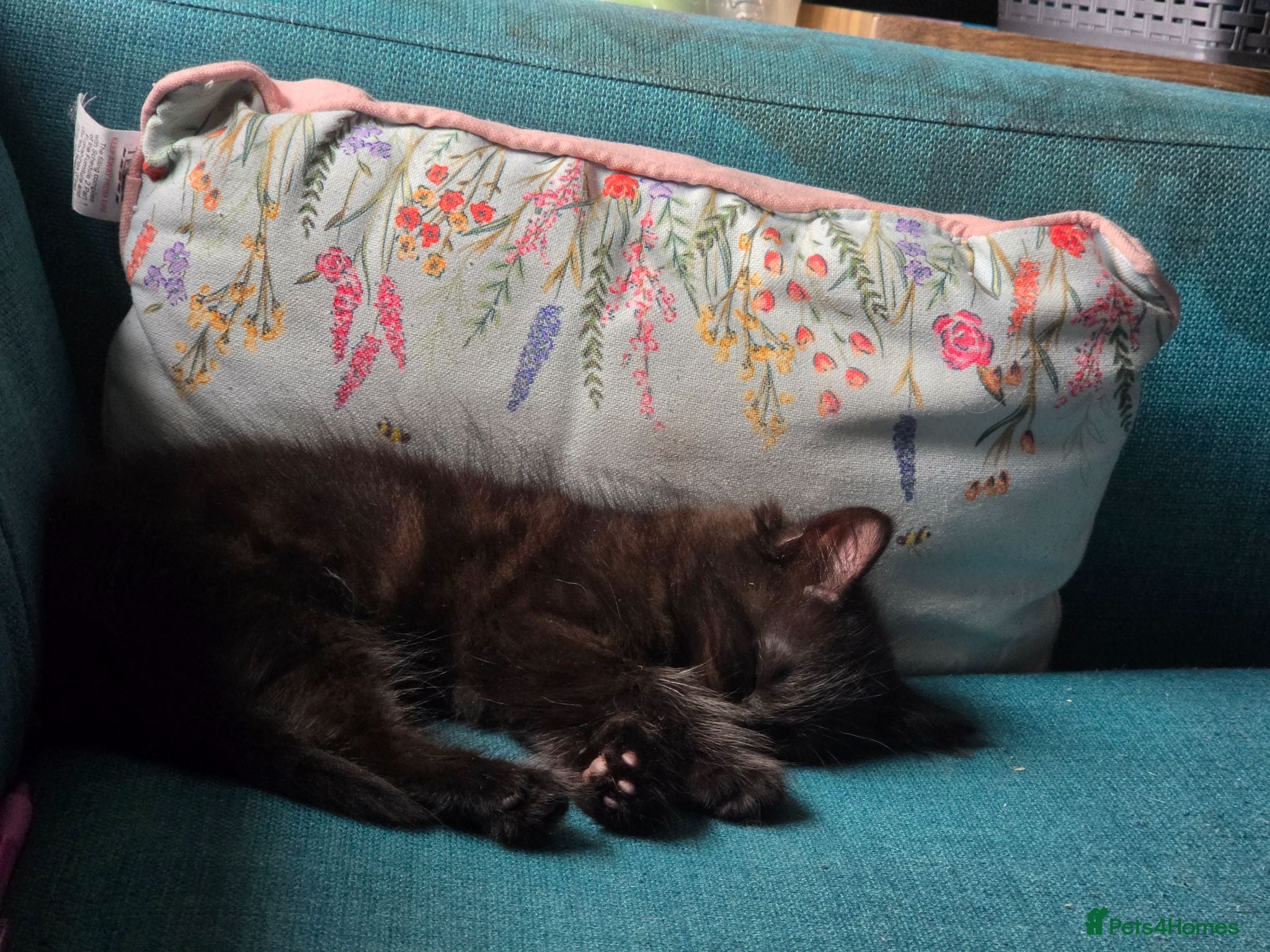 Domestic Shorthair cats Cute bundle of Kittens - Advert 21