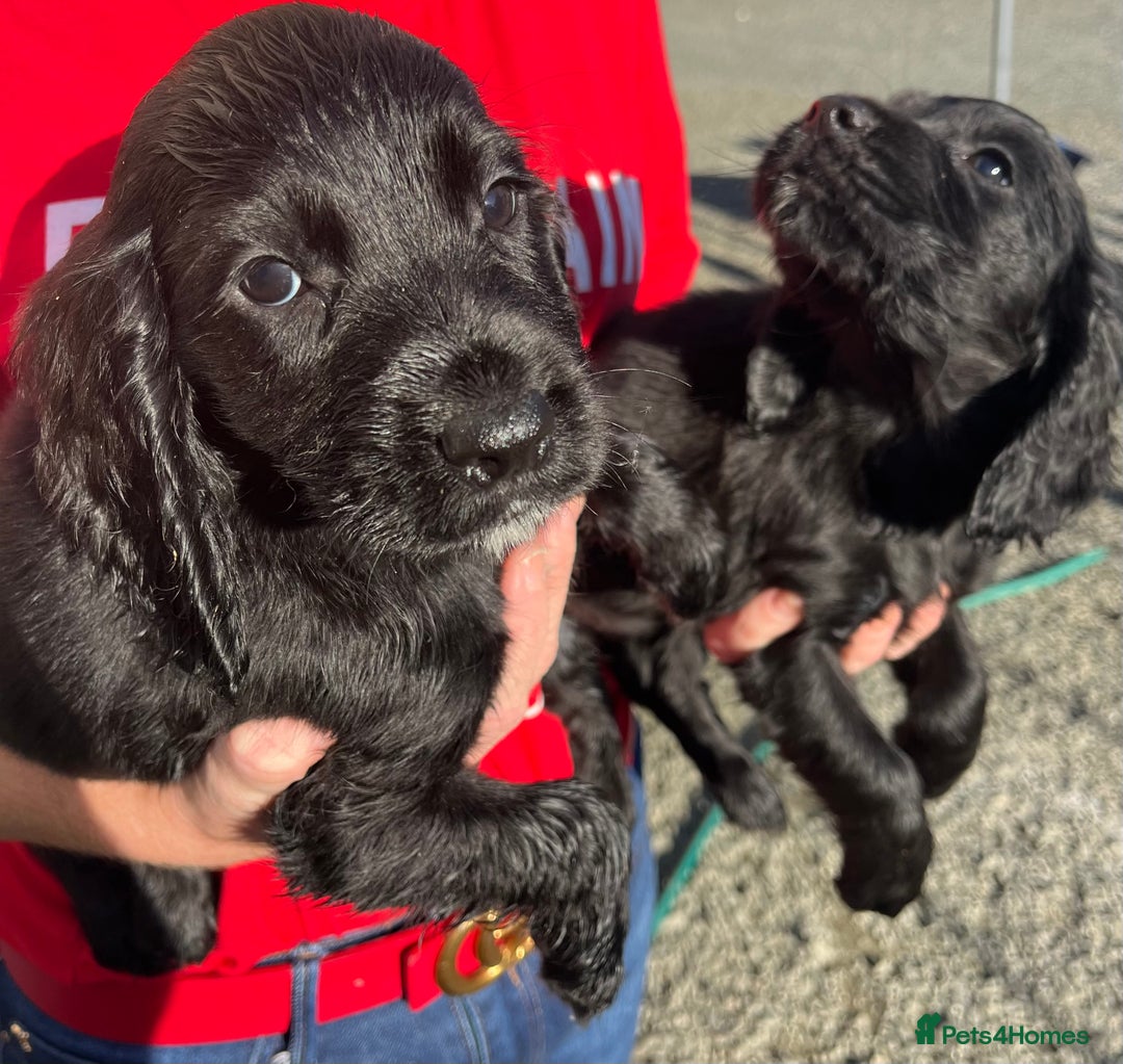 Cocker Spaniel dogs for sale: ⭐️Cocker spaniel puppies ready now ⭐️ - Image 4