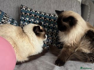 Ragdoll cats Boy and girl - Advert 6