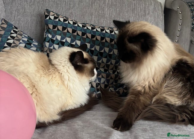 Ragdoll cats Boy and girl - Advert 13