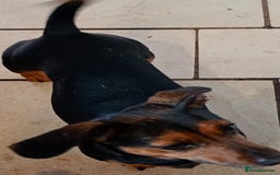 Dachshund dogs for sale: 4 lovely dachshund for sale  - Image 9