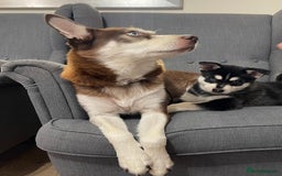 Mixed Breed dogs for sale: MIRO❤️ - Image 12