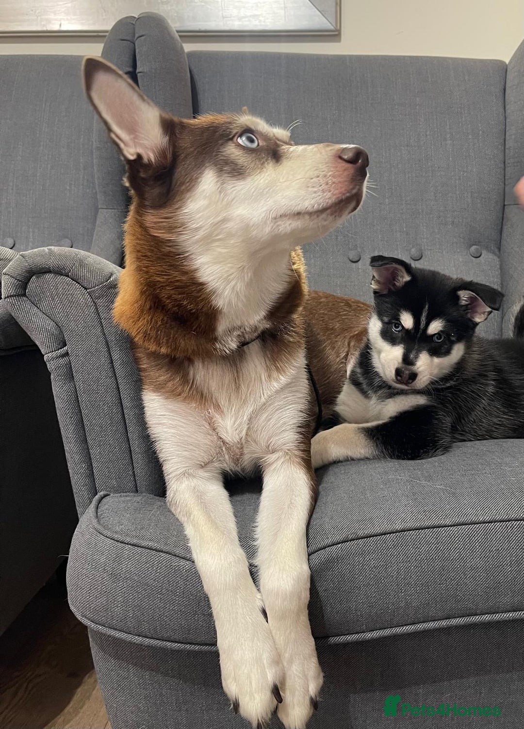 Mixed Breed dogs for sale: MIRO❤️ - Image 12