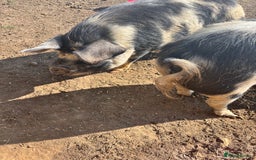 Pig livestock for sale: Gorgeous Kune Kune Piglets for sale - Image 12
