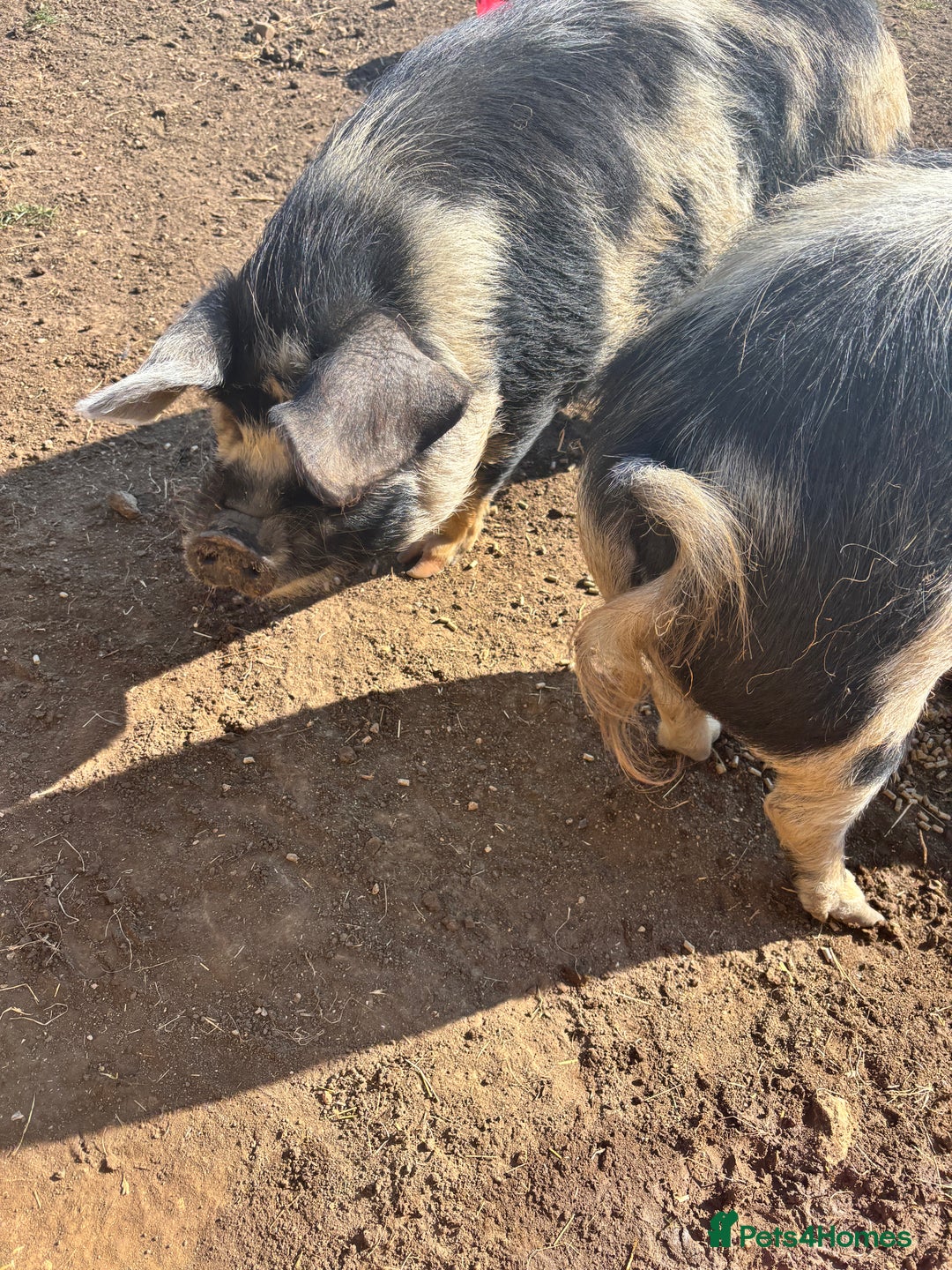 Pig livestock for sale: Gorgeous Kune Kune Piglets for sale - Image 12