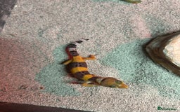 Leopard Gecko reptiles for sale: MIXED LEOPARD GECKOS  - Image 4