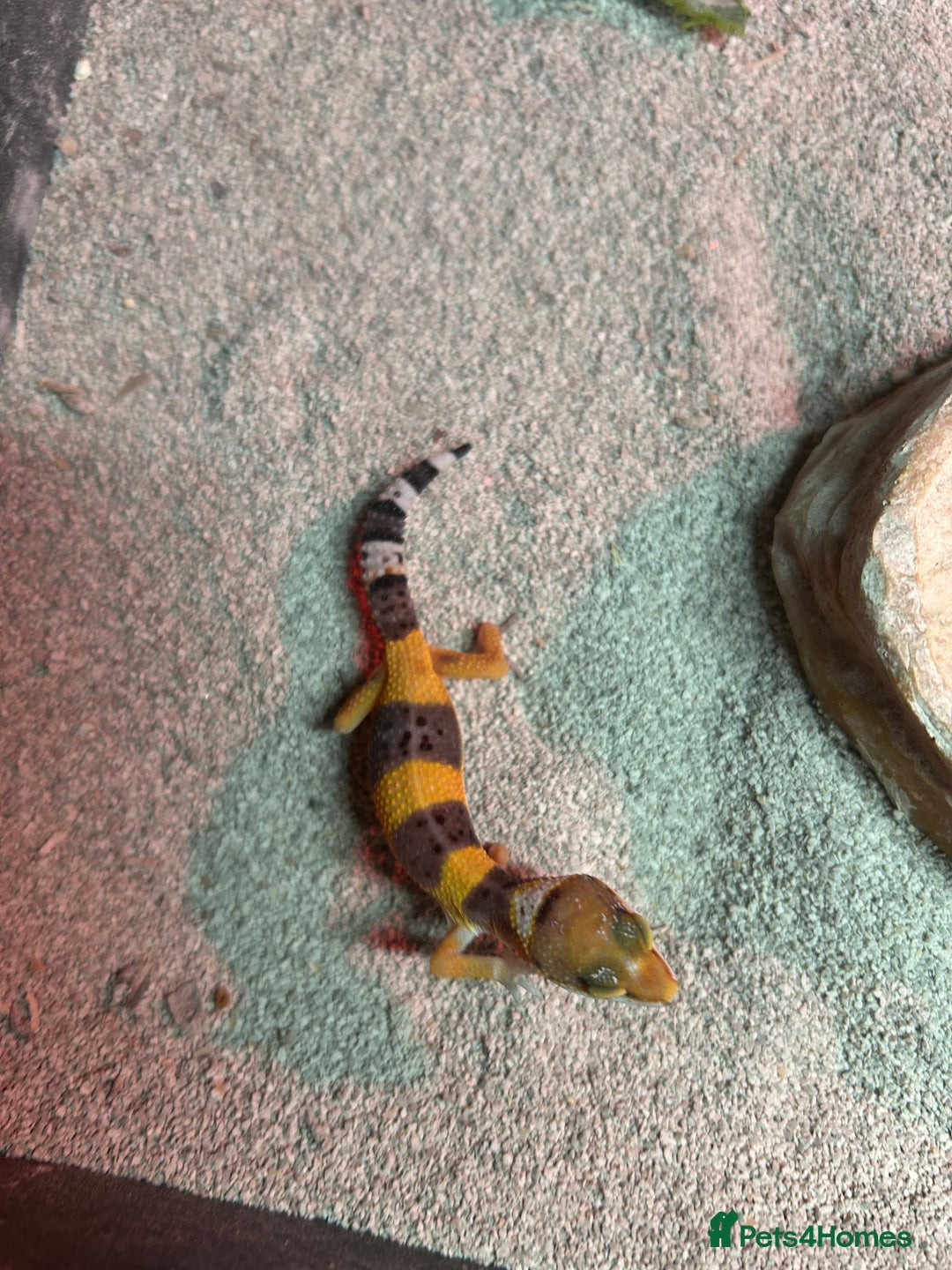 Leopard Gecko reptiles for sale: MIXED LEOPARD GECKOS  - Image 4