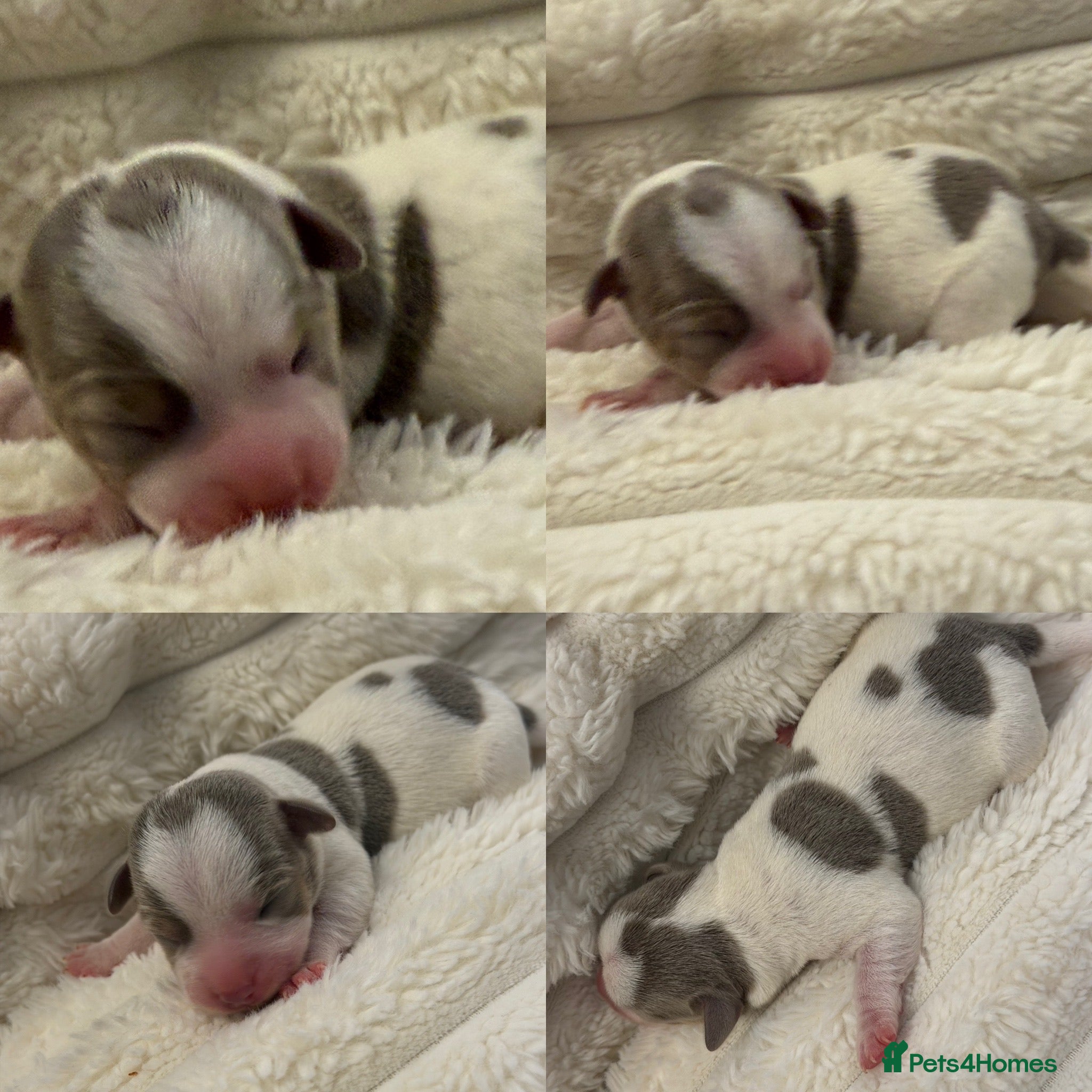 Jack Russell dogs DONJACKS - fully health tested miniature puppies  - Advert 3