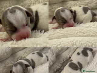 Jack Russell dogs DONJACKS - fully health tested miniature puppies - Advert 3