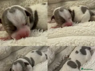 Jack Russell dogs DONJACKS - fully health tested miniature puppies - Advert 5