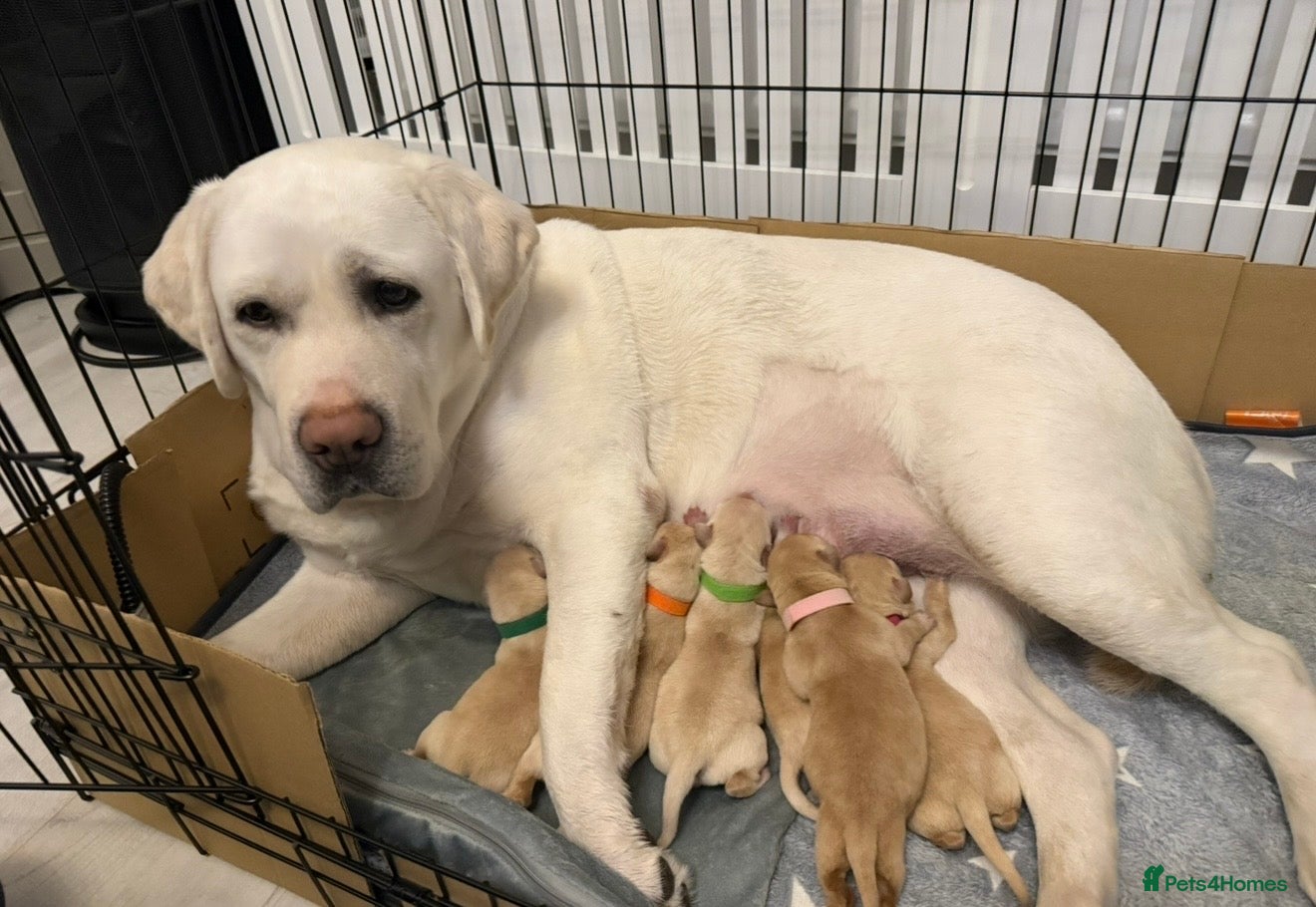 Labrador Retriever dogs KC Registered Labrador Puppies  - Advert 7