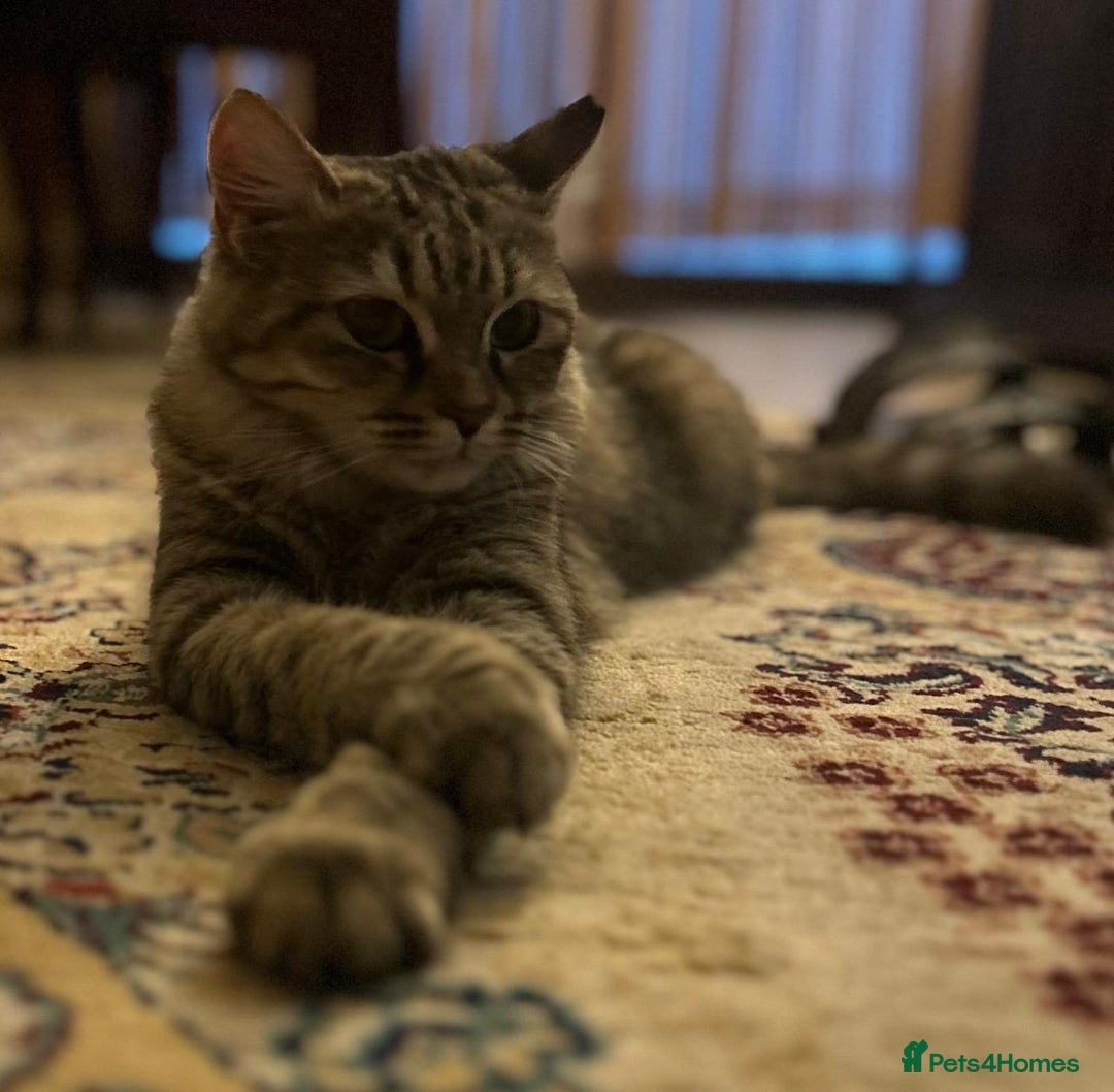 Mixed Breed cats for adoption: PERSE-Norwegian Forrest? -needs a garden SPAYED - Image 5