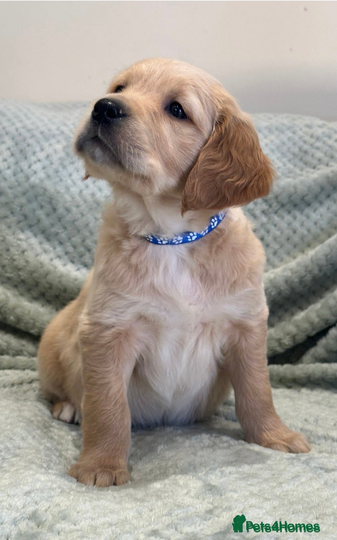 Golden Retriever dogs for sale: Golden Retriever Puppy - Advert 2