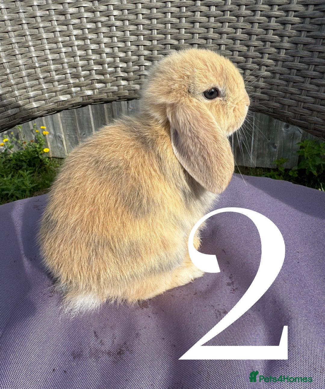 Mini Lop rabbits for sale: 5 Mini Lop baby rabbits ready 17th SEPT - Image 7